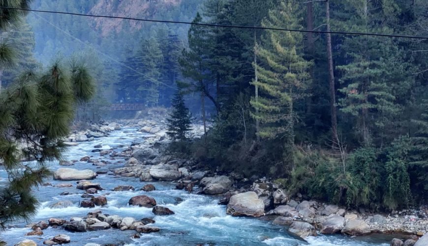 green trees beside river during daytime